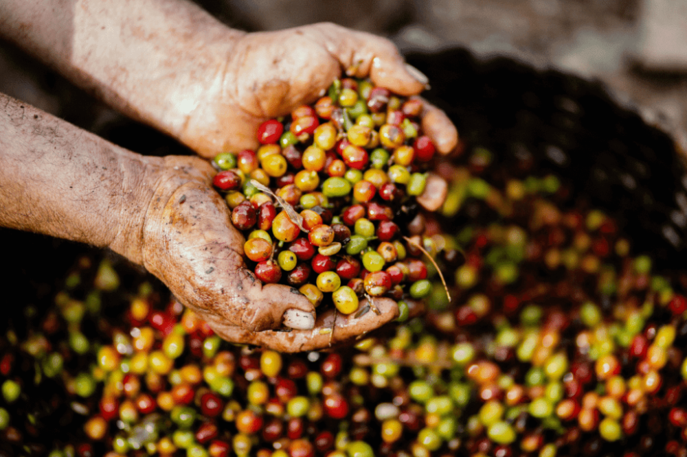 Freshly harvested coffee cherries