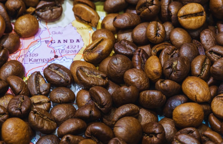 Roasted coffee beans over a map of Uganda